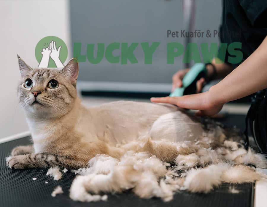 Kedi Kuaförü
