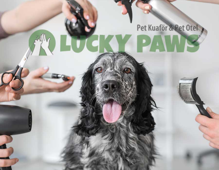 Köpek Kuaförü