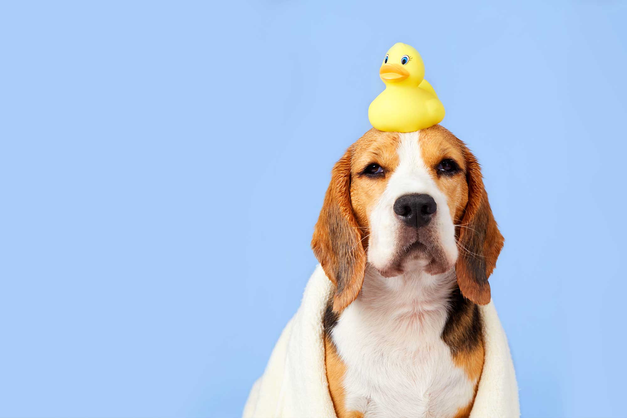 Köpek Kuaförü