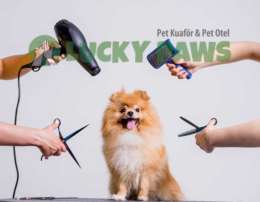 Pet Kuaför